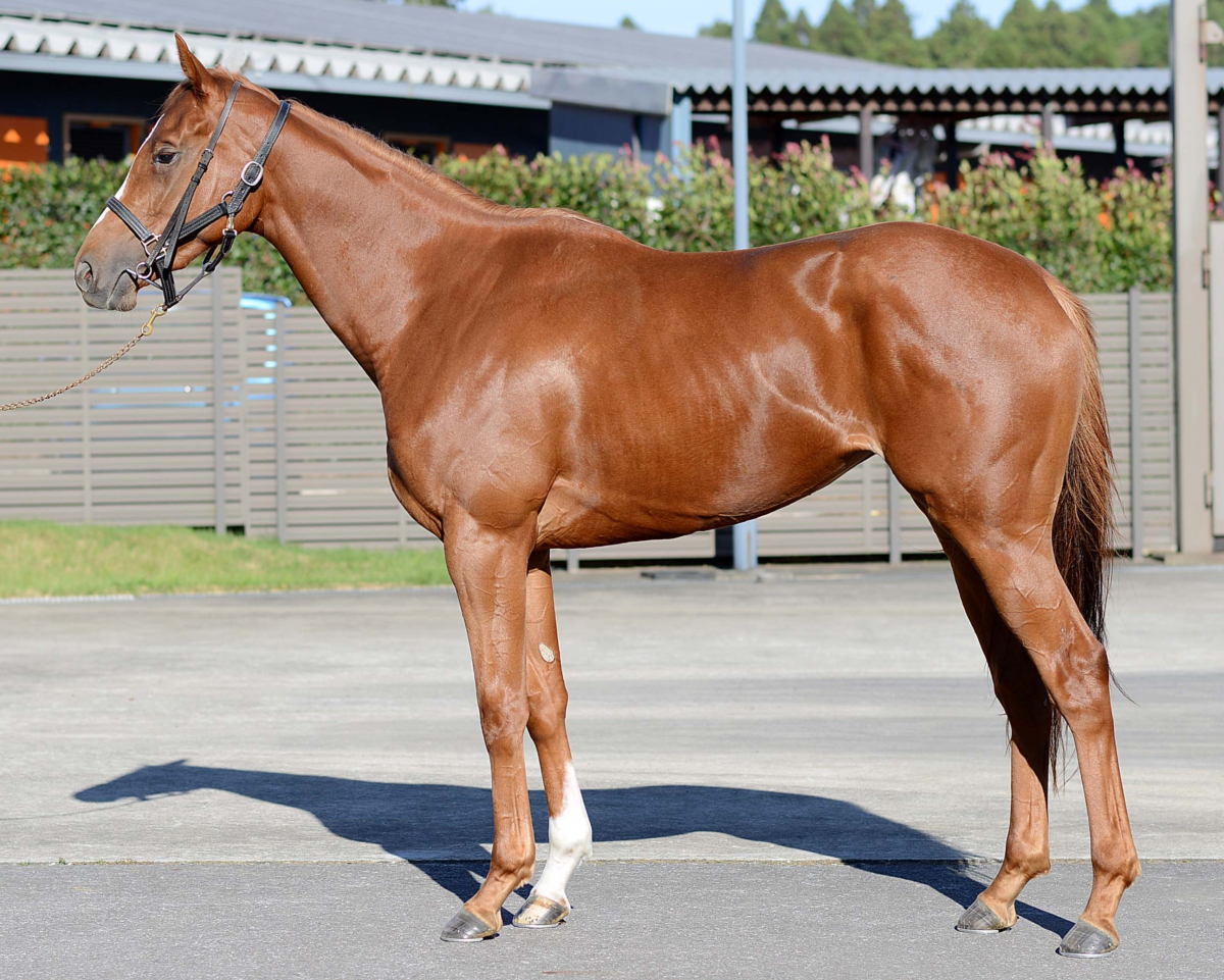 ラヴトリガー　　牝２歳　　※中央競馬　登録抹消_main1