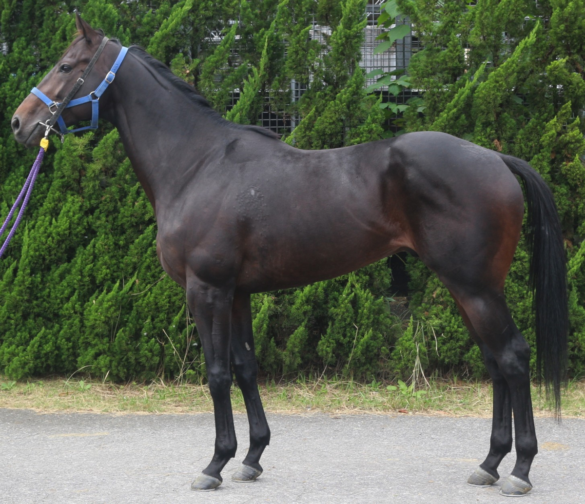 ゲレイロ　　牡３歳　　※中央競馬　登録抹消_main1