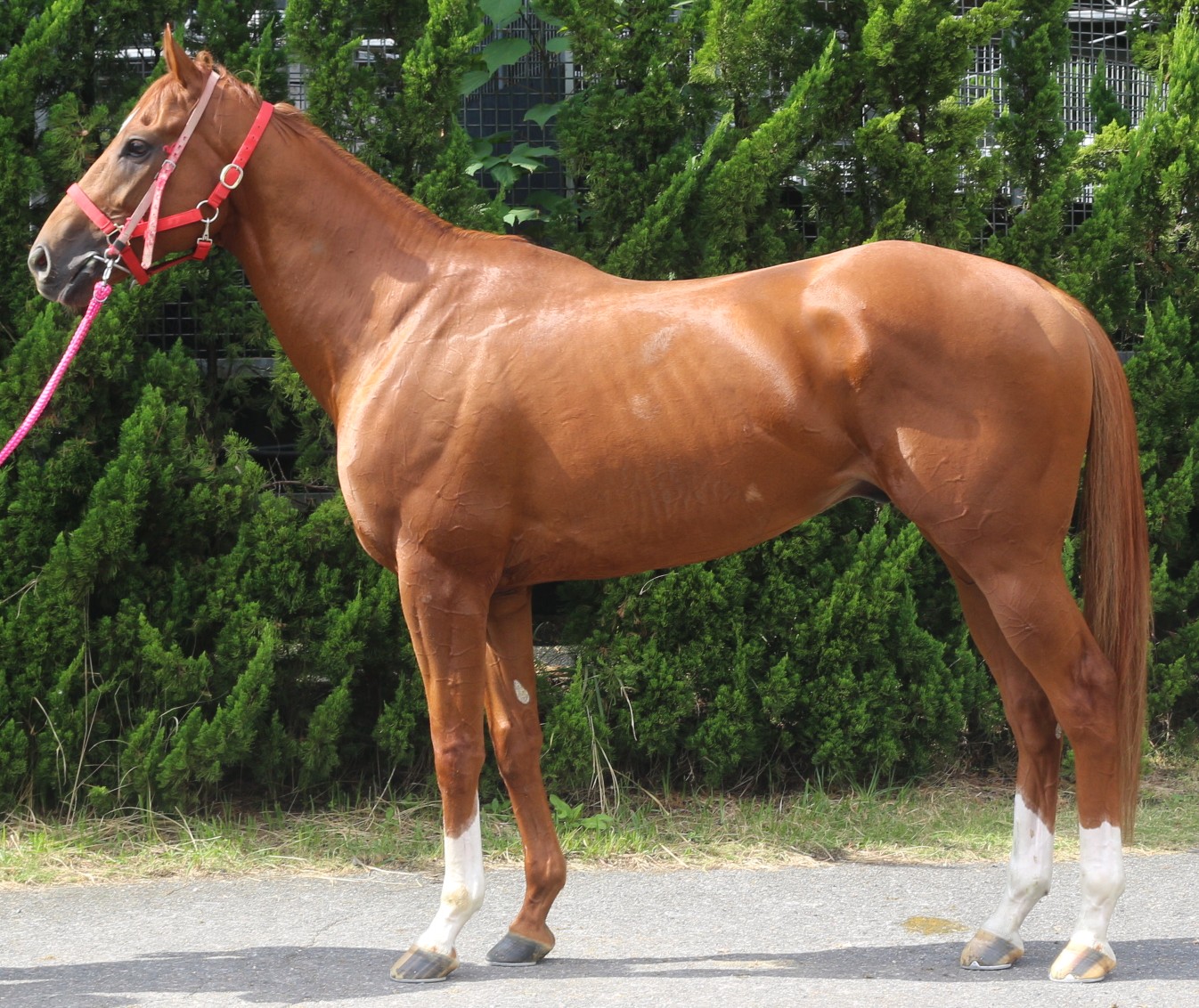 アドフランマム　　牡３歳　　※中央競馬　登録抹消_main1