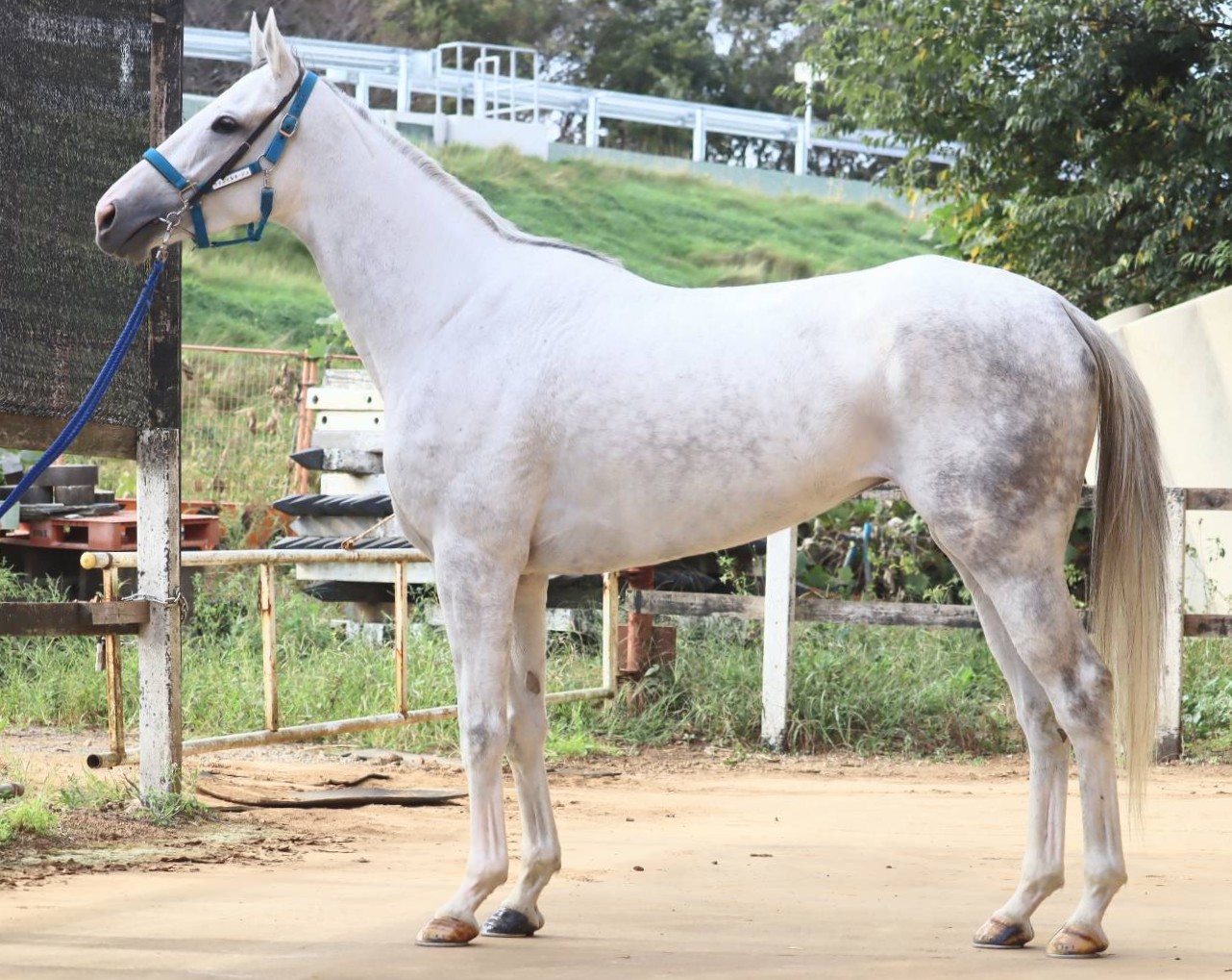 ウインイルネージュ　　牝４歳　　※中央競馬　登録抹消_main1