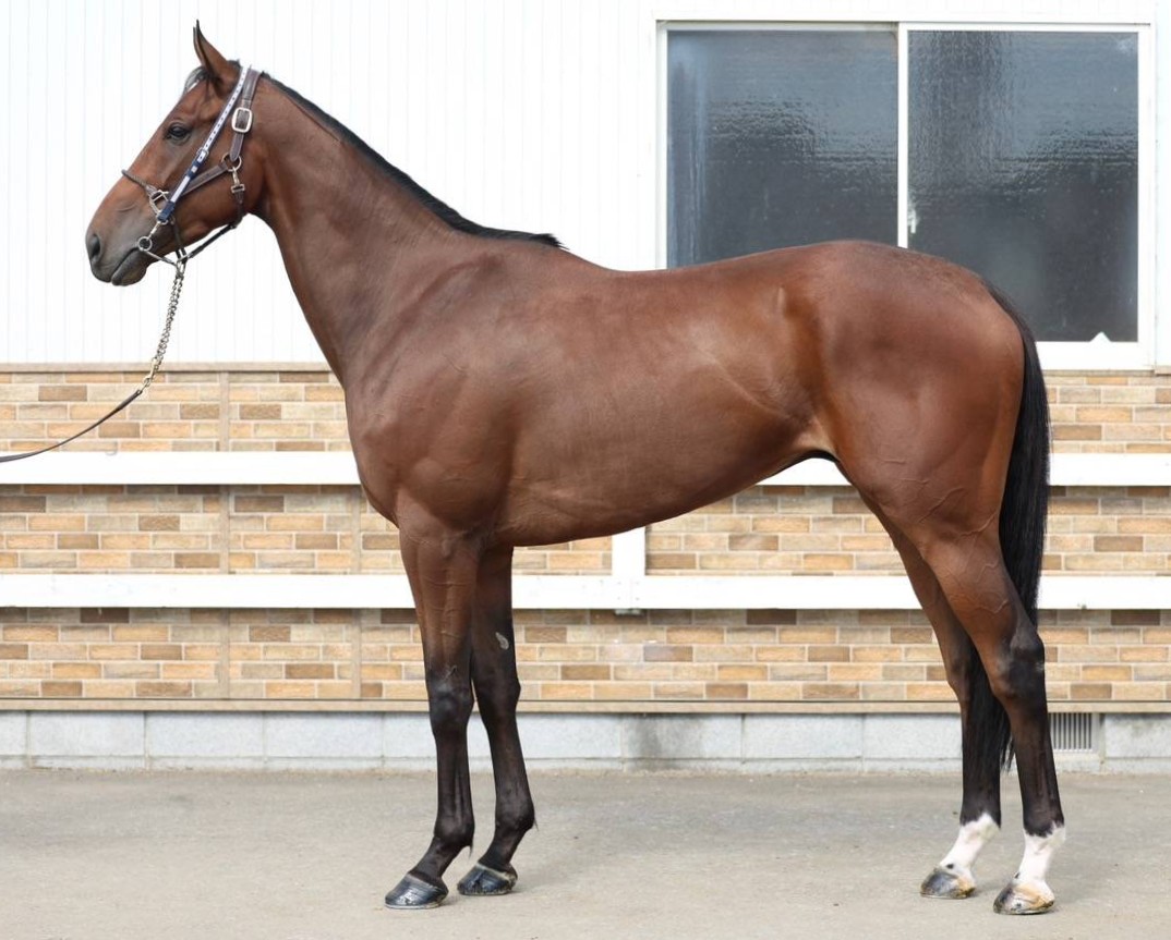 ケルピー　　セン４歳　　※中央競馬　登録抹消_main1