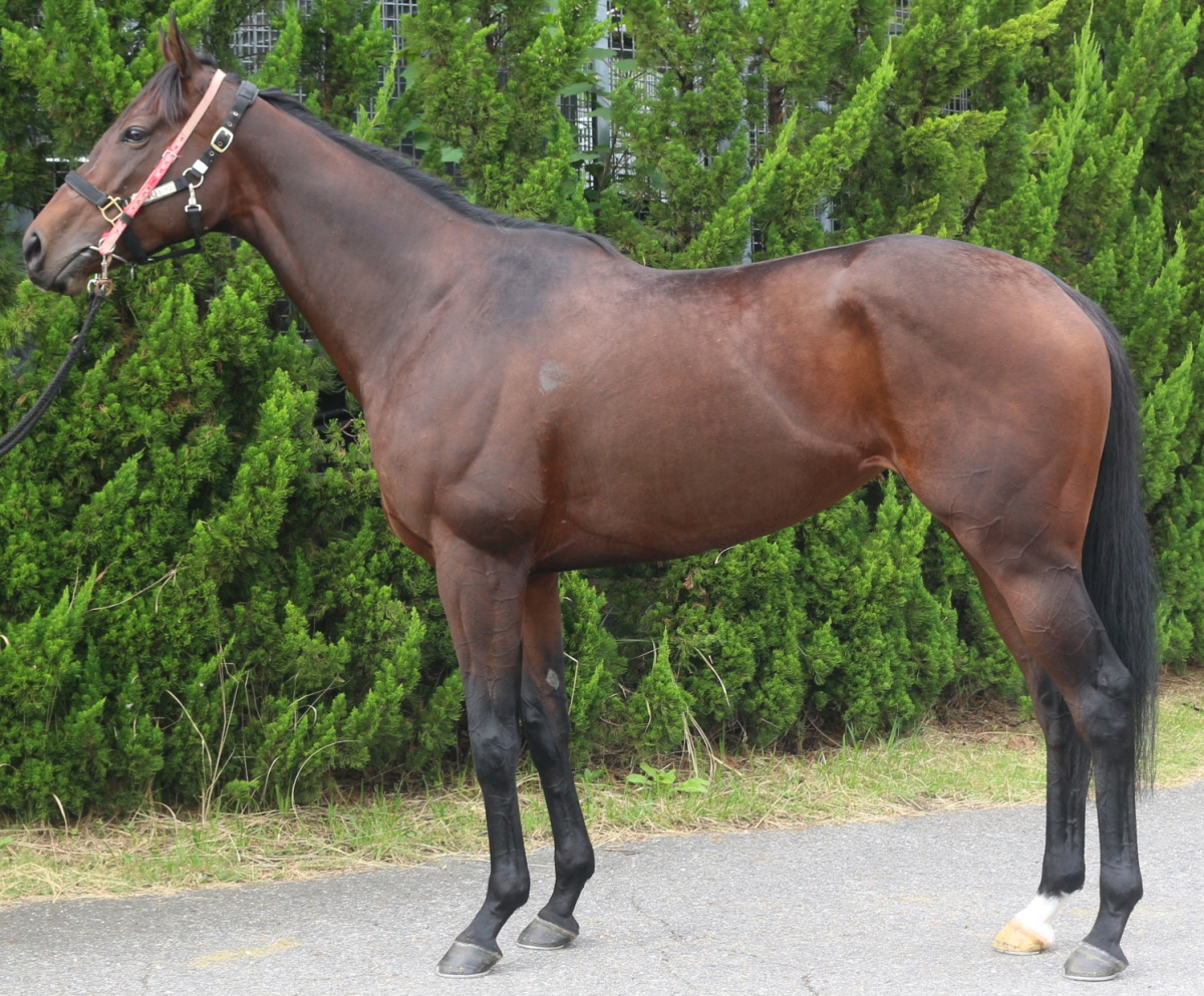マリーヌ　　牝４歳　　※中央競馬　登録抹消_main1