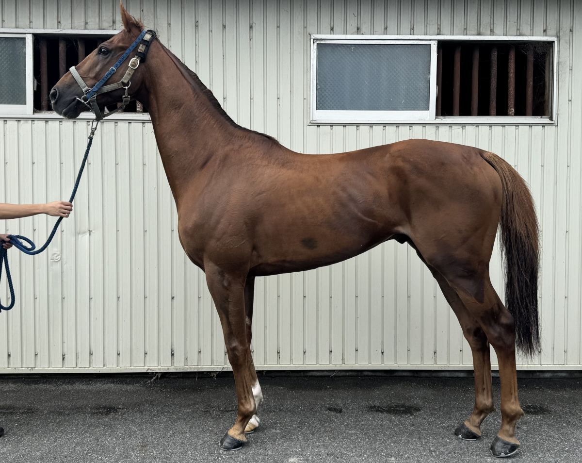 シャインベック　　セン４歳　　※中央競馬　登録抹消_main1