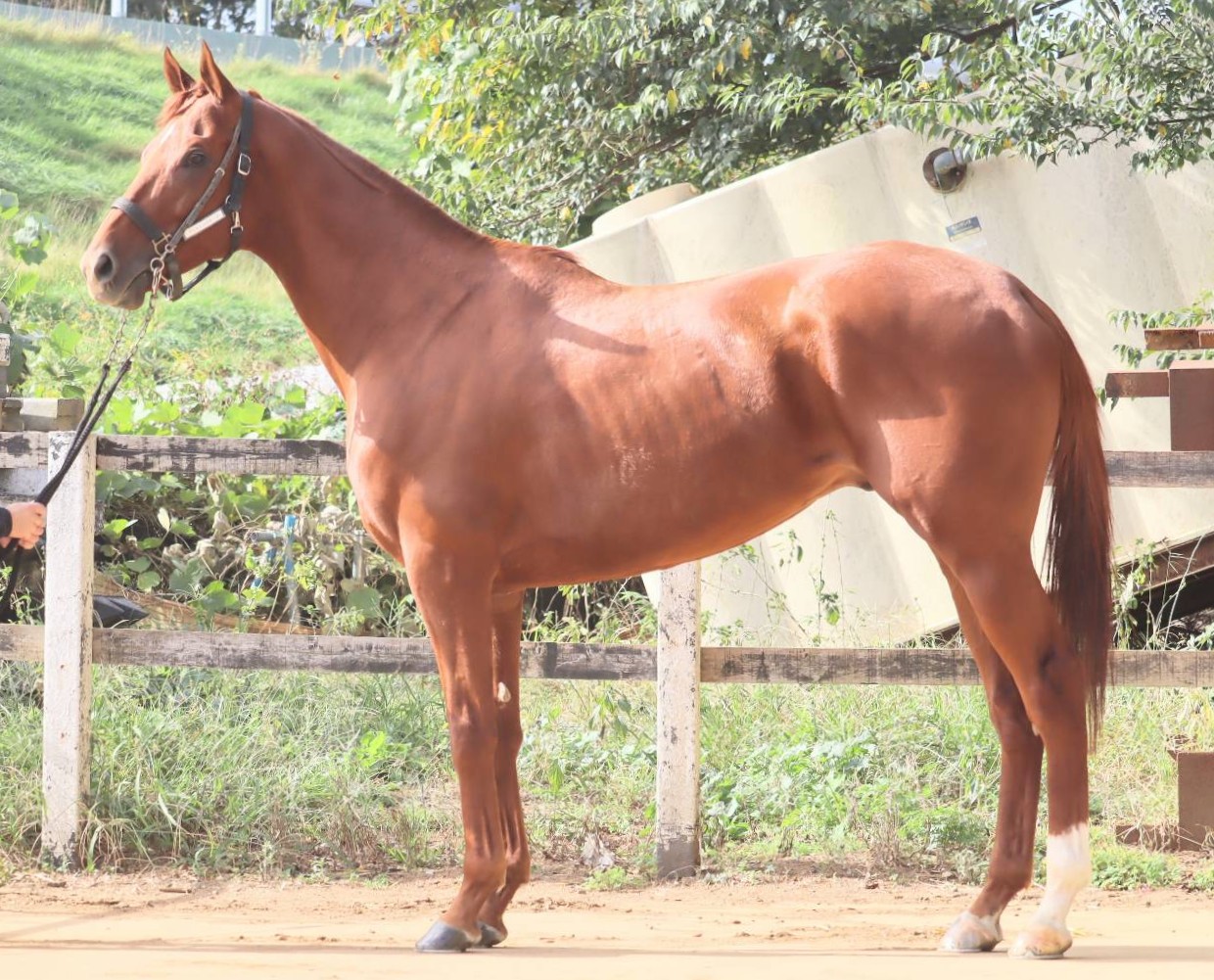 ファミーユウルーズ　　牡４歳　　※中央競馬　登録抹消_main1