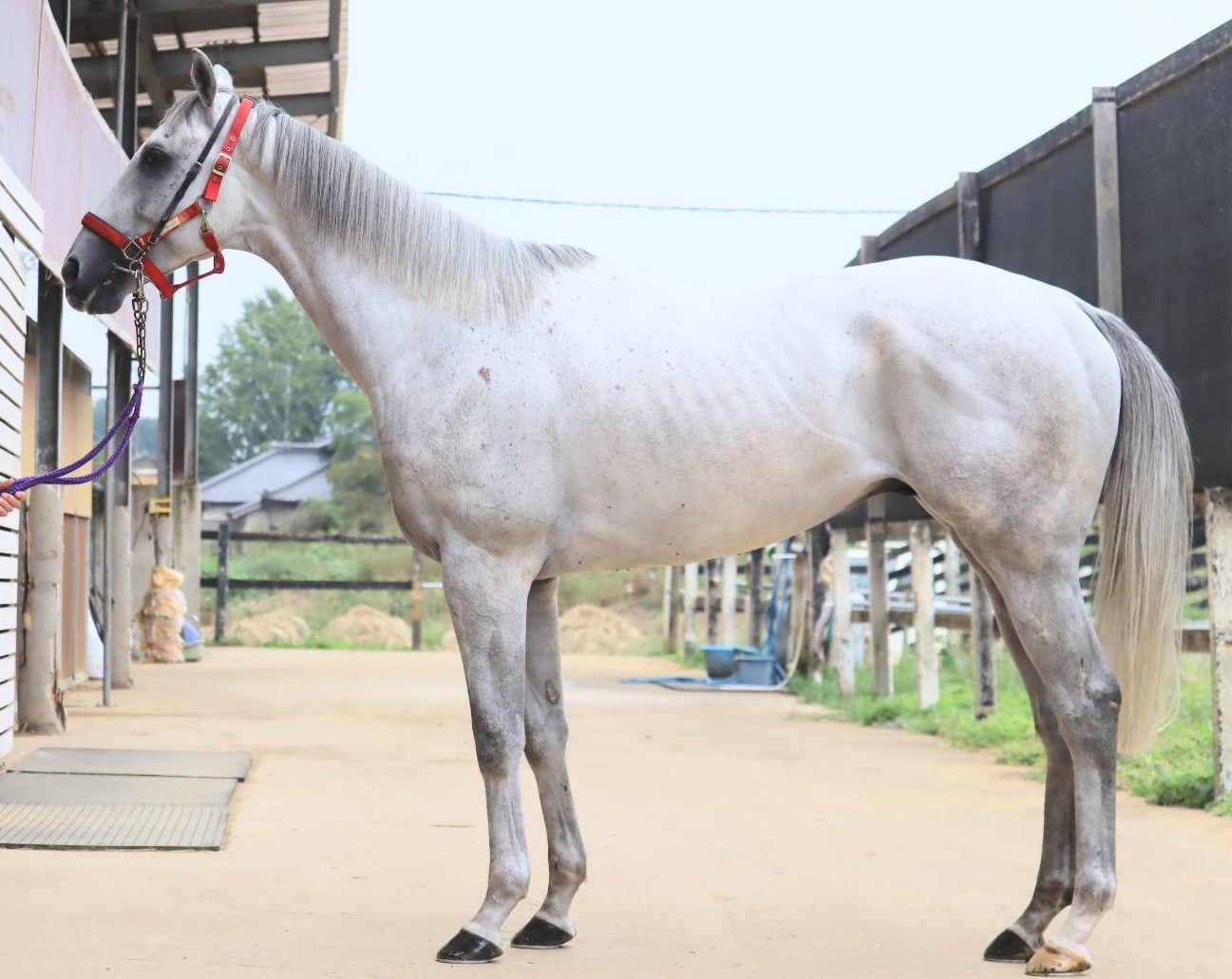 コスモグラニット　　牡４歳　　※中央競馬　登録抹消_main1