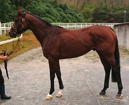 スコーピオンイメル　　牡４歳　　※中央競馬　登録抹消_main1