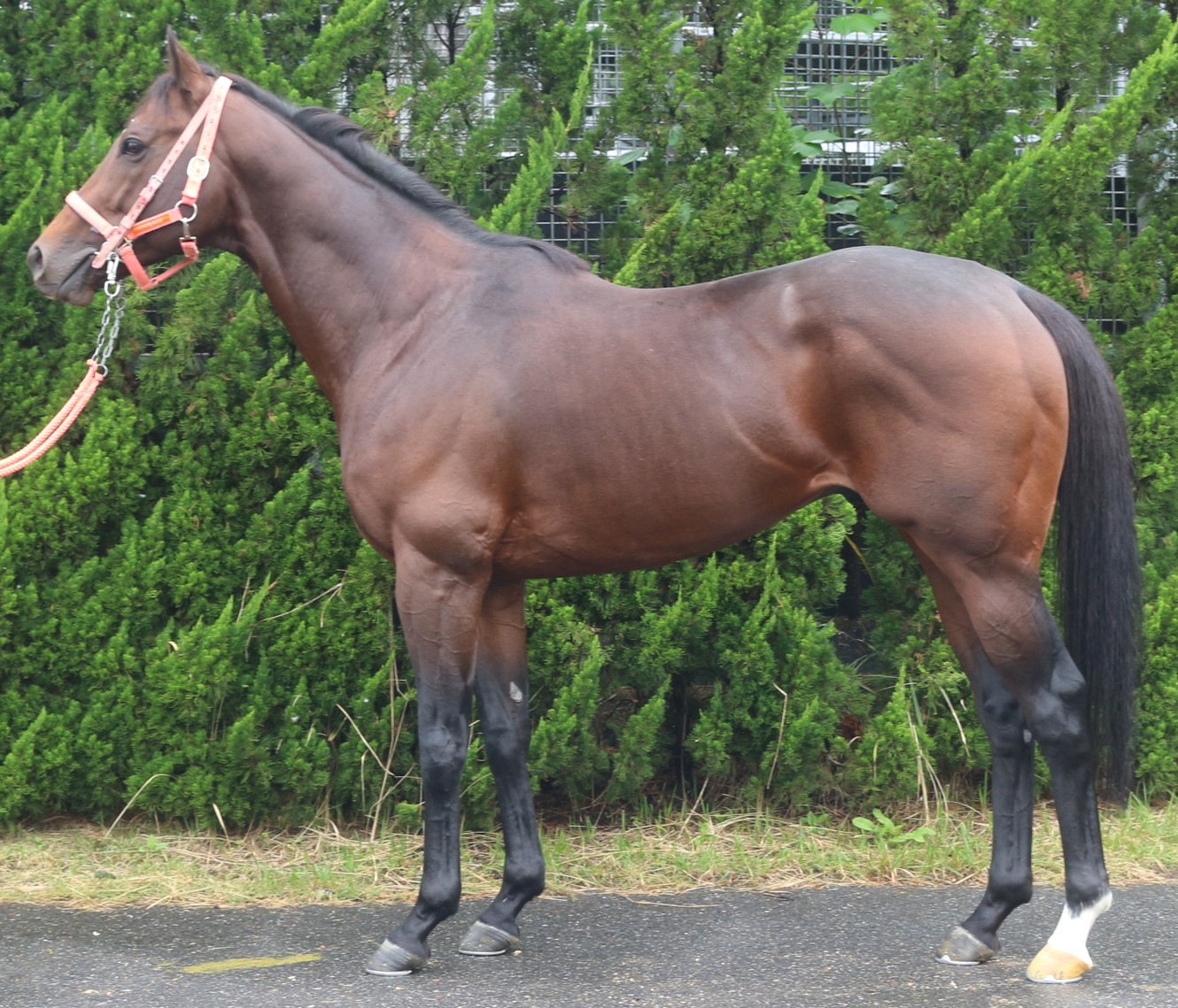 バーケンティン　　牡５歳　　※中央競馬　登録抹消_main1