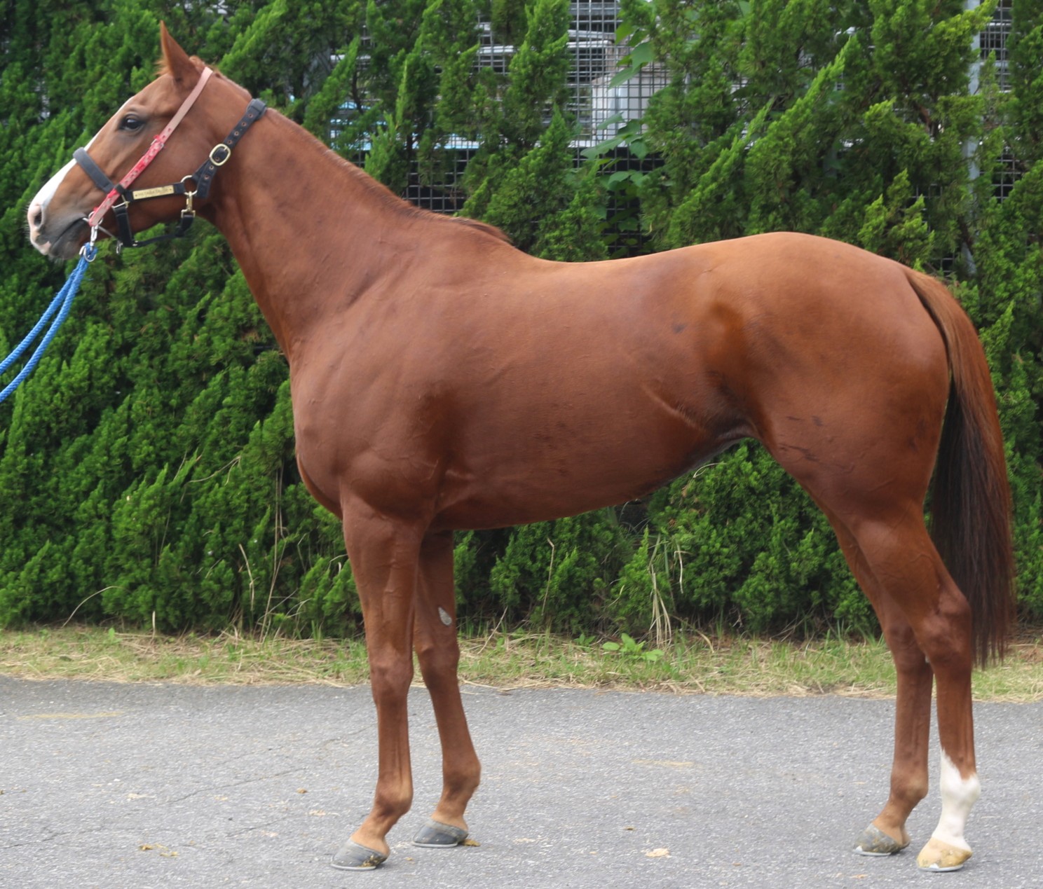 アートフォーム　　牝５歳　　※中央競馬　登録抹消_main1