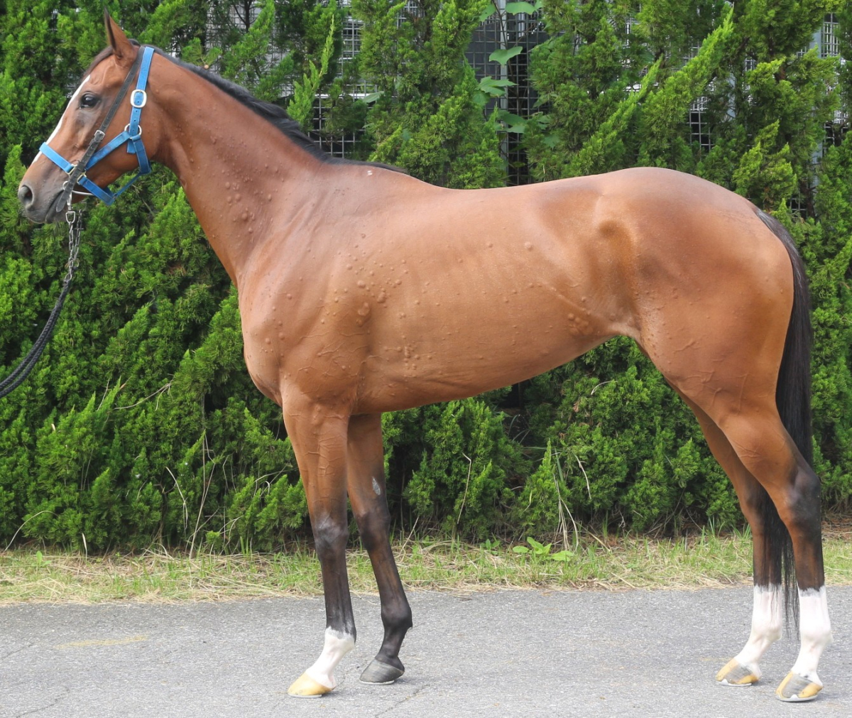 イリスアスール　　牝５歳　　※中央競馬　登録抹消_main1