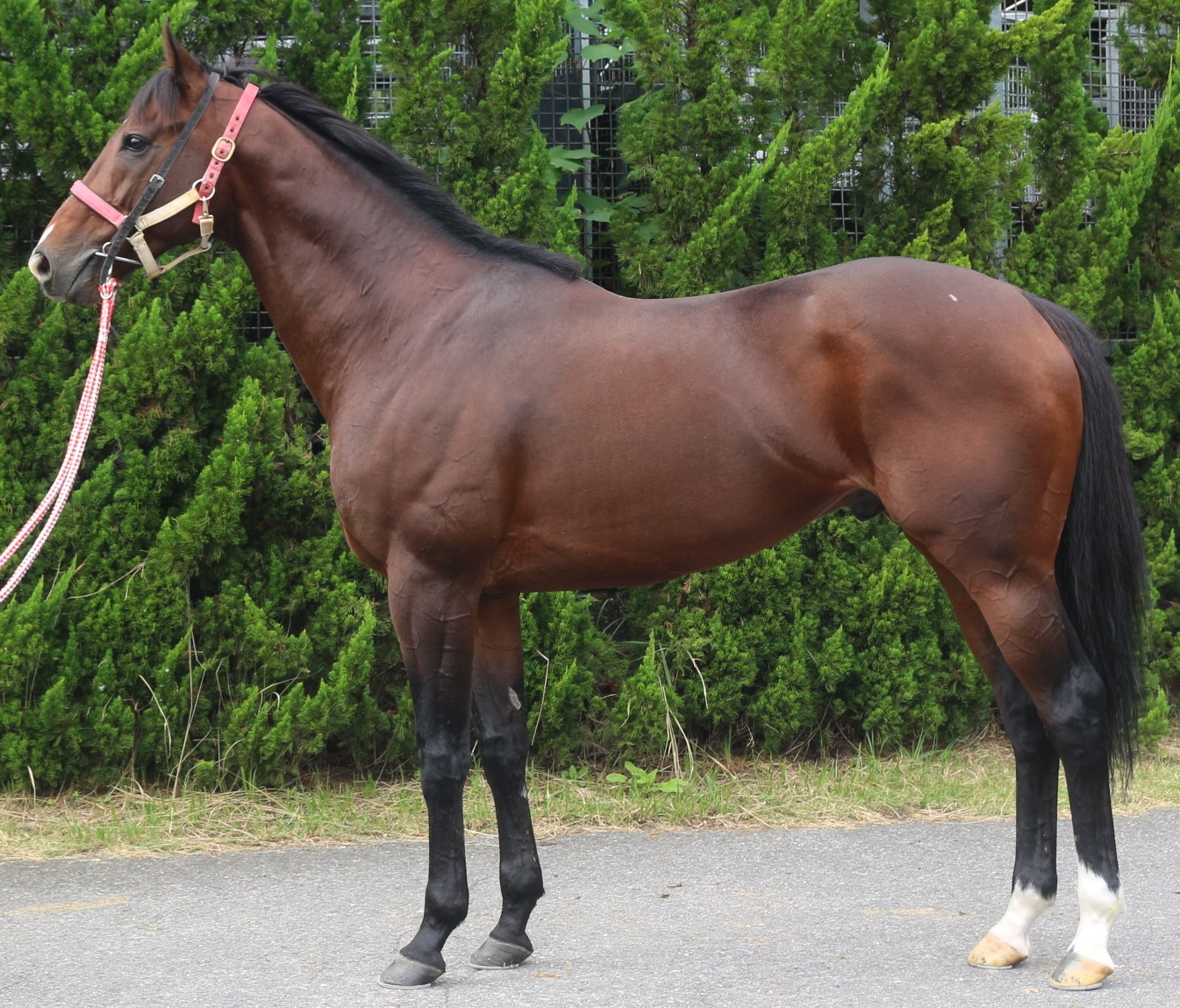 ナヴォーナ　　牡６歳　　※中央競馬　登録抹消_main1