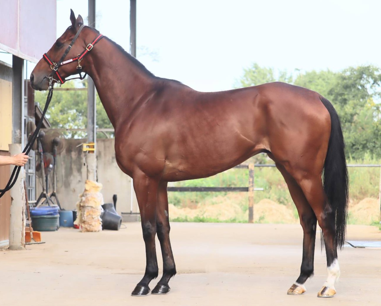 オメガタキシード　　セン６歳　　※中央競馬　登録抹消_main1