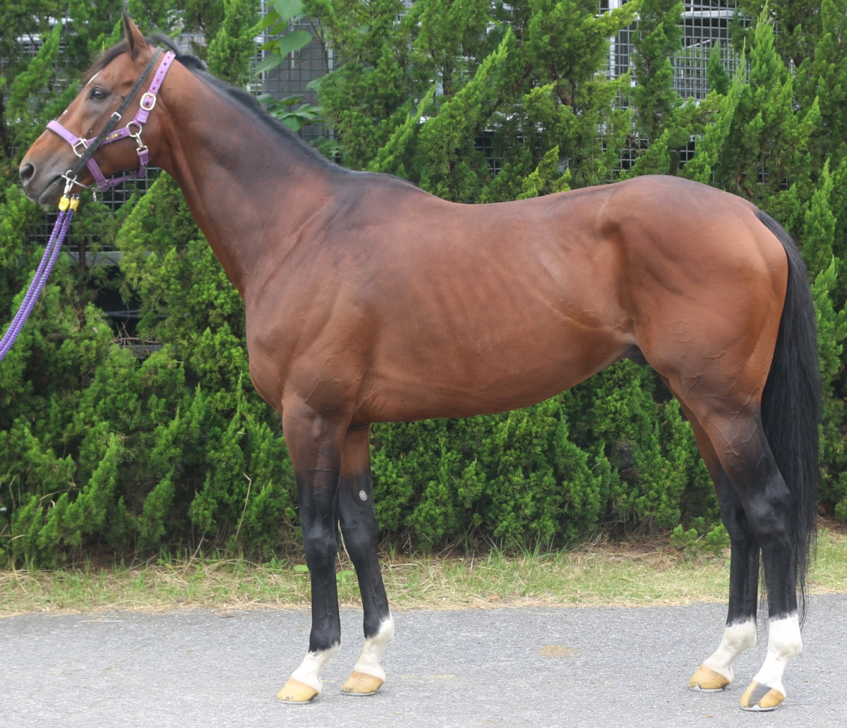 ヒデノレインボー　　牡７歳　　※中央競馬　登録抹消_main1