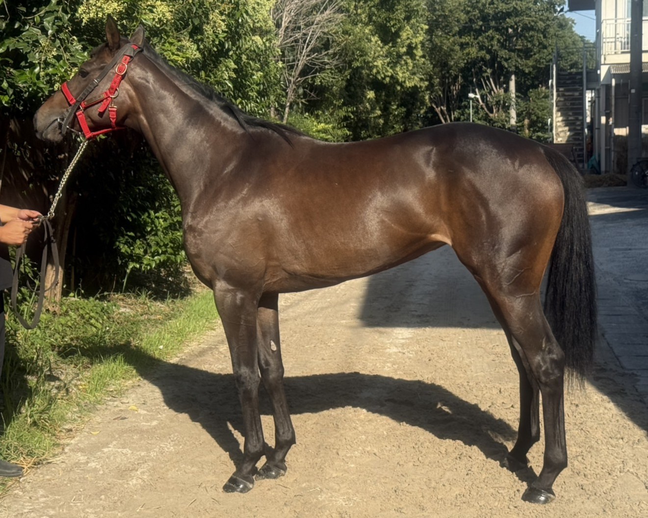 サンサヴァサヴァ　　牝２歳　　※地方競馬　在籍_main1