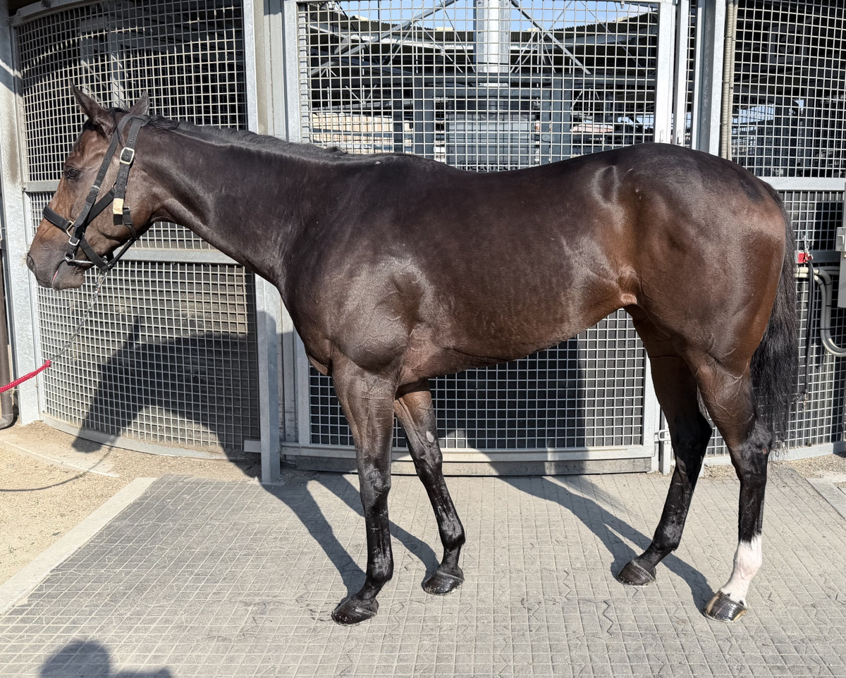 フラワーフェアリー　　牝３歳　　※地方競馬　在籍_main1