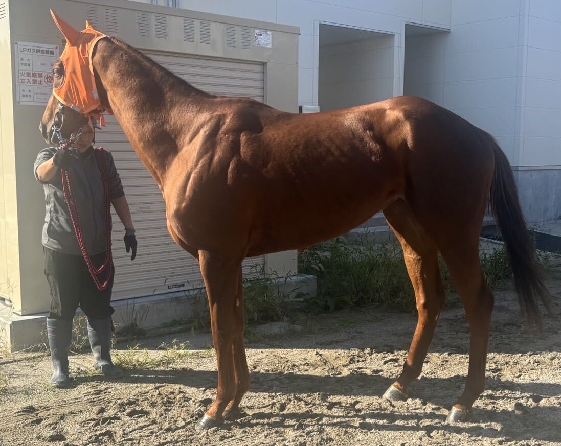 リュシエル　　牝３歳　　※地方競馬　在籍_main1
