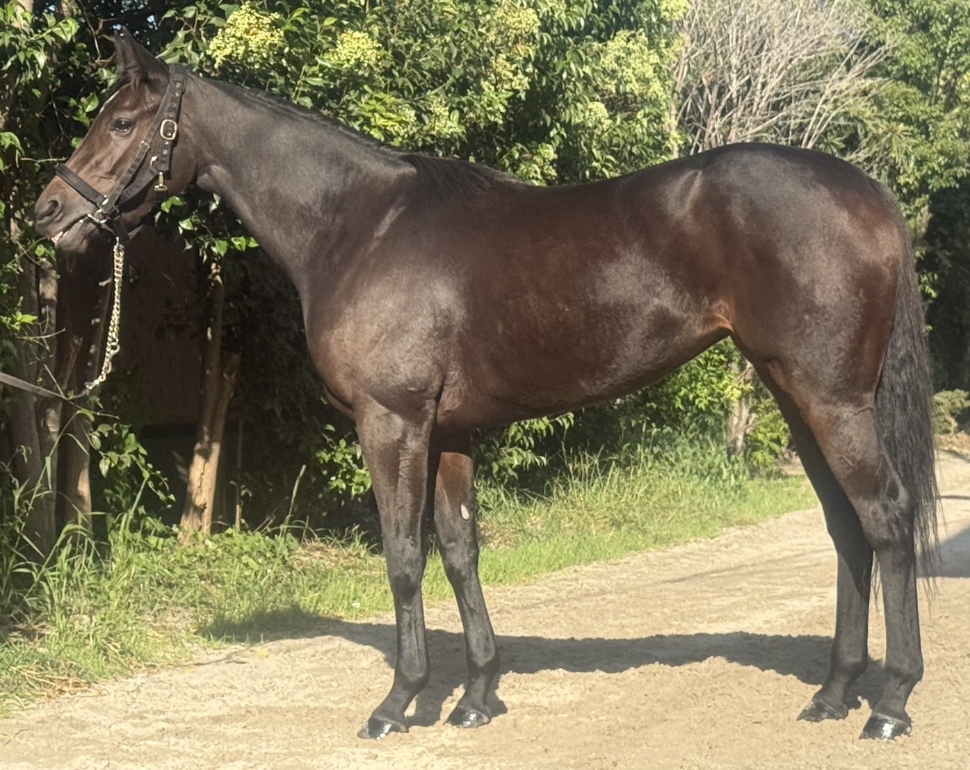 ヨウリンケイジュ　　牝３歳　　※地方競馬　在籍_main1