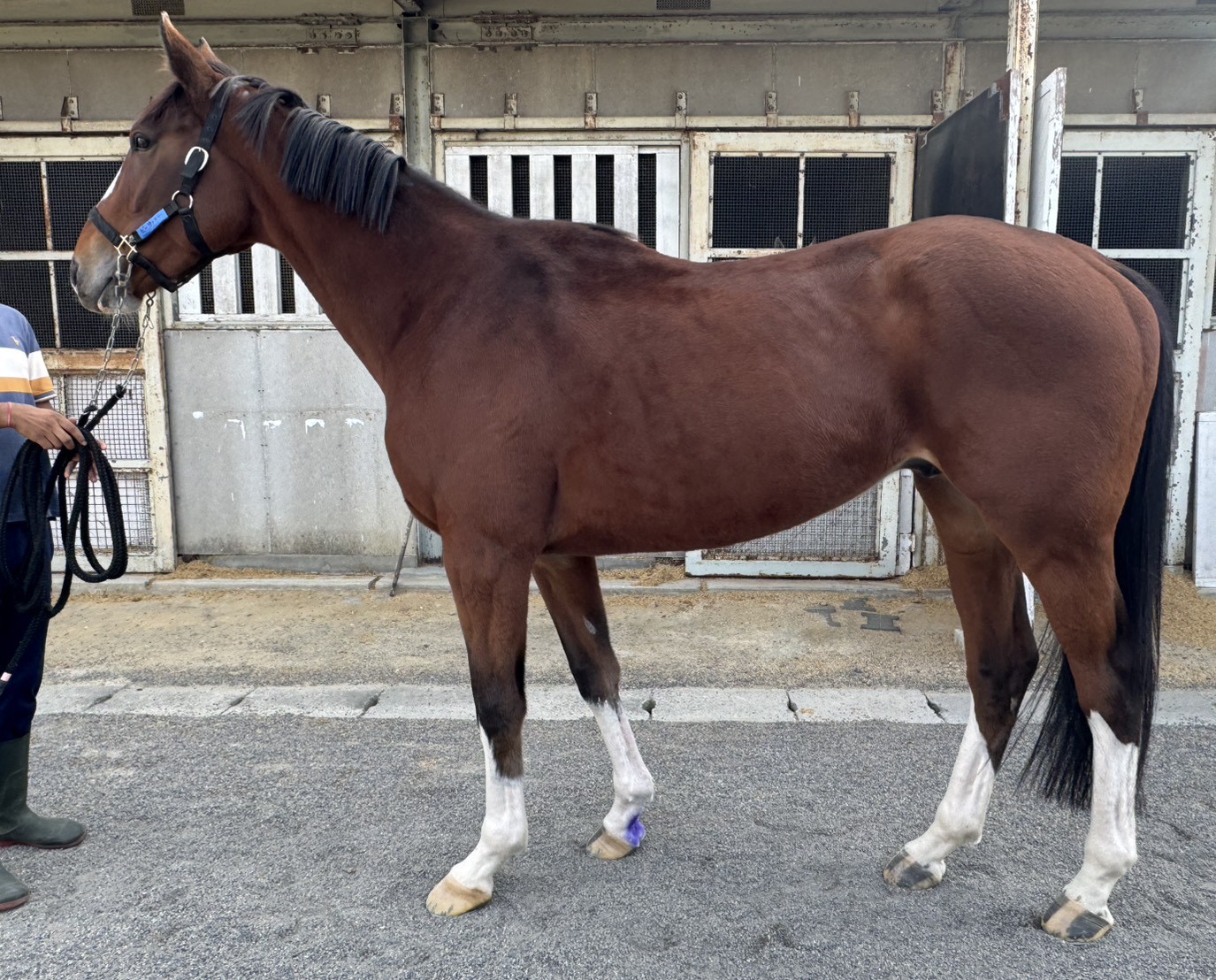 ビーウィナー　　牡３歳　　※地方競馬　在籍_main1