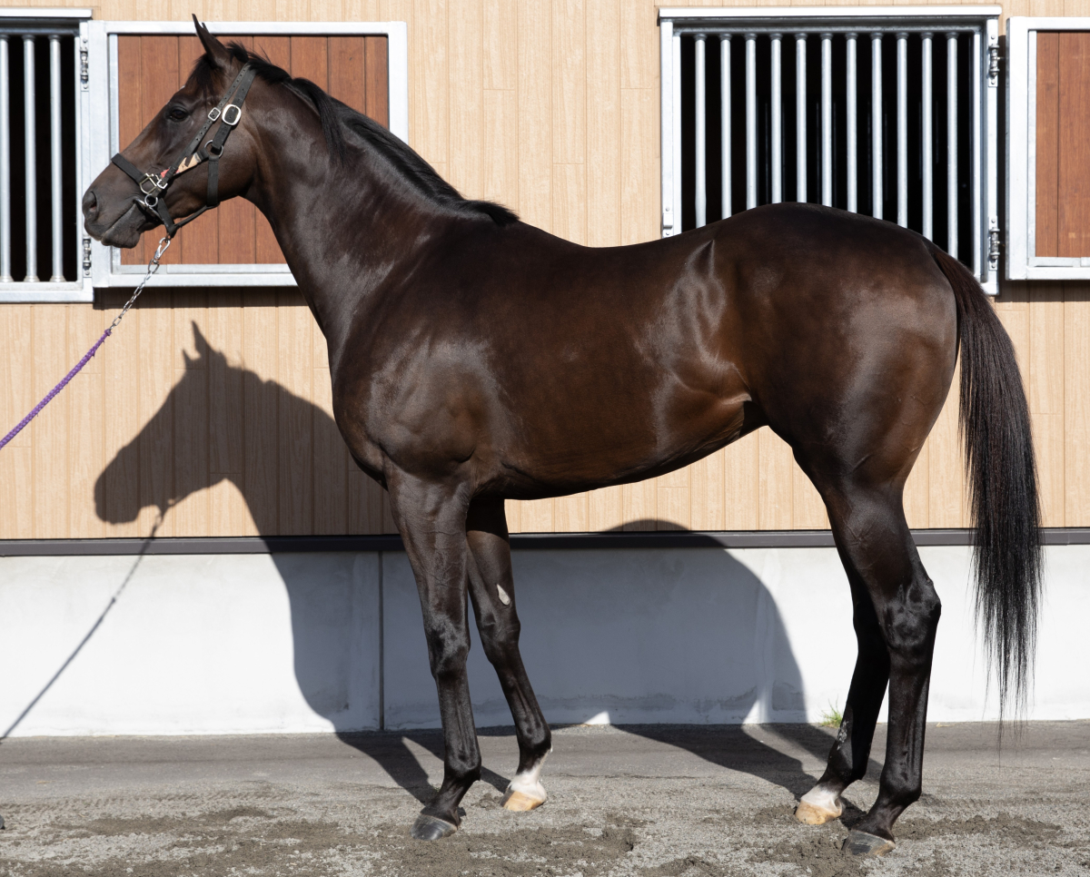 コンチムサシ　　牡３歳　　※地方競馬　在籍_main1