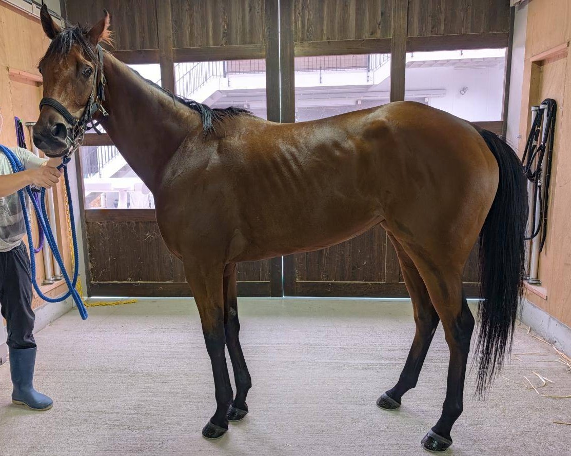 レガリーノ　　牝３歳　　※地方競馬　在籍_main1