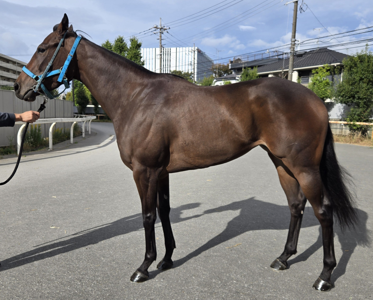 グアピシマ　　牝３歳　　※地方競馬　在籍_main1