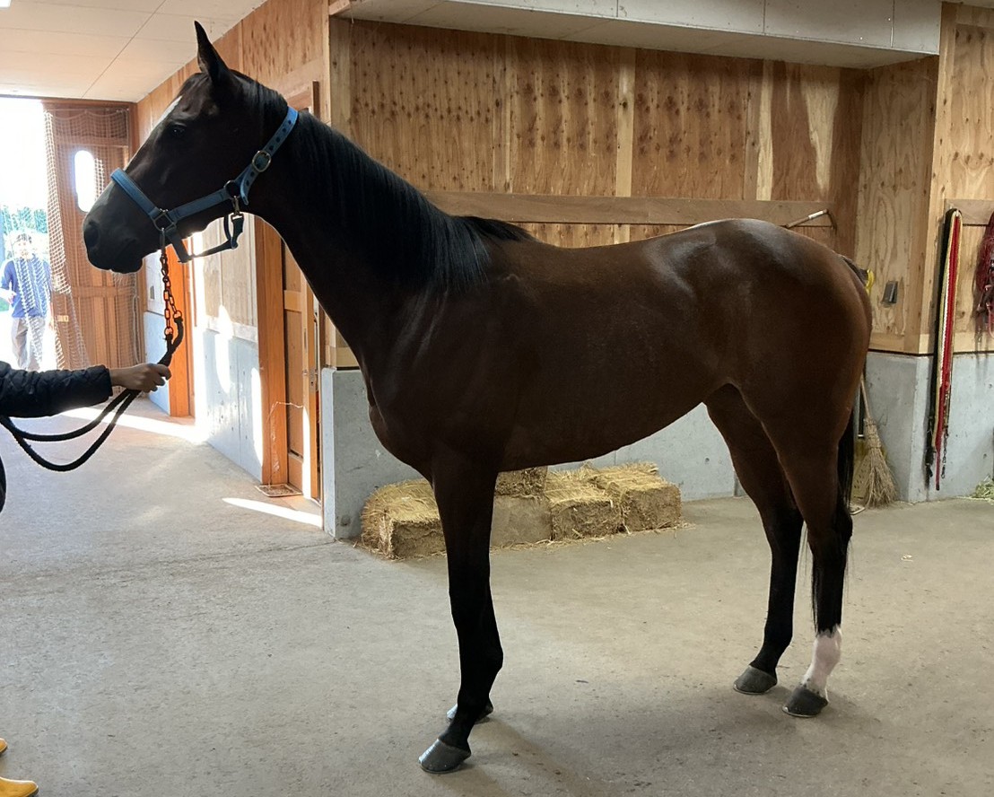 ジェネチェン　　牝３歳　　※地方競馬　在籍_main1