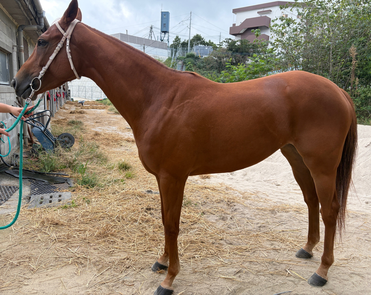 ライウ　　牝４歳　　※地方競馬　在籍_main1