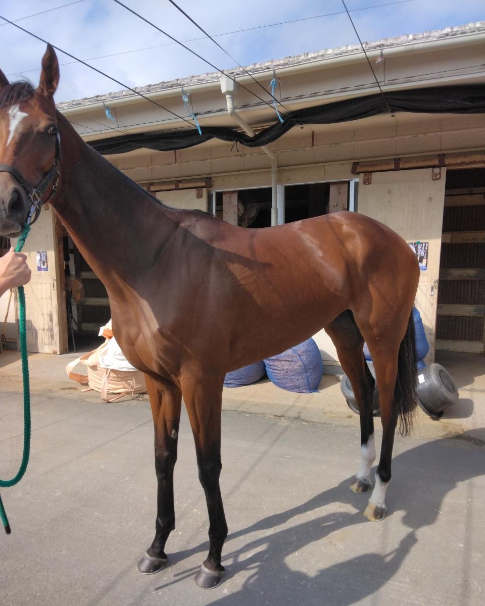 プリンセスダイヤ　　牝４歳　　※地方競馬　在籍_main1