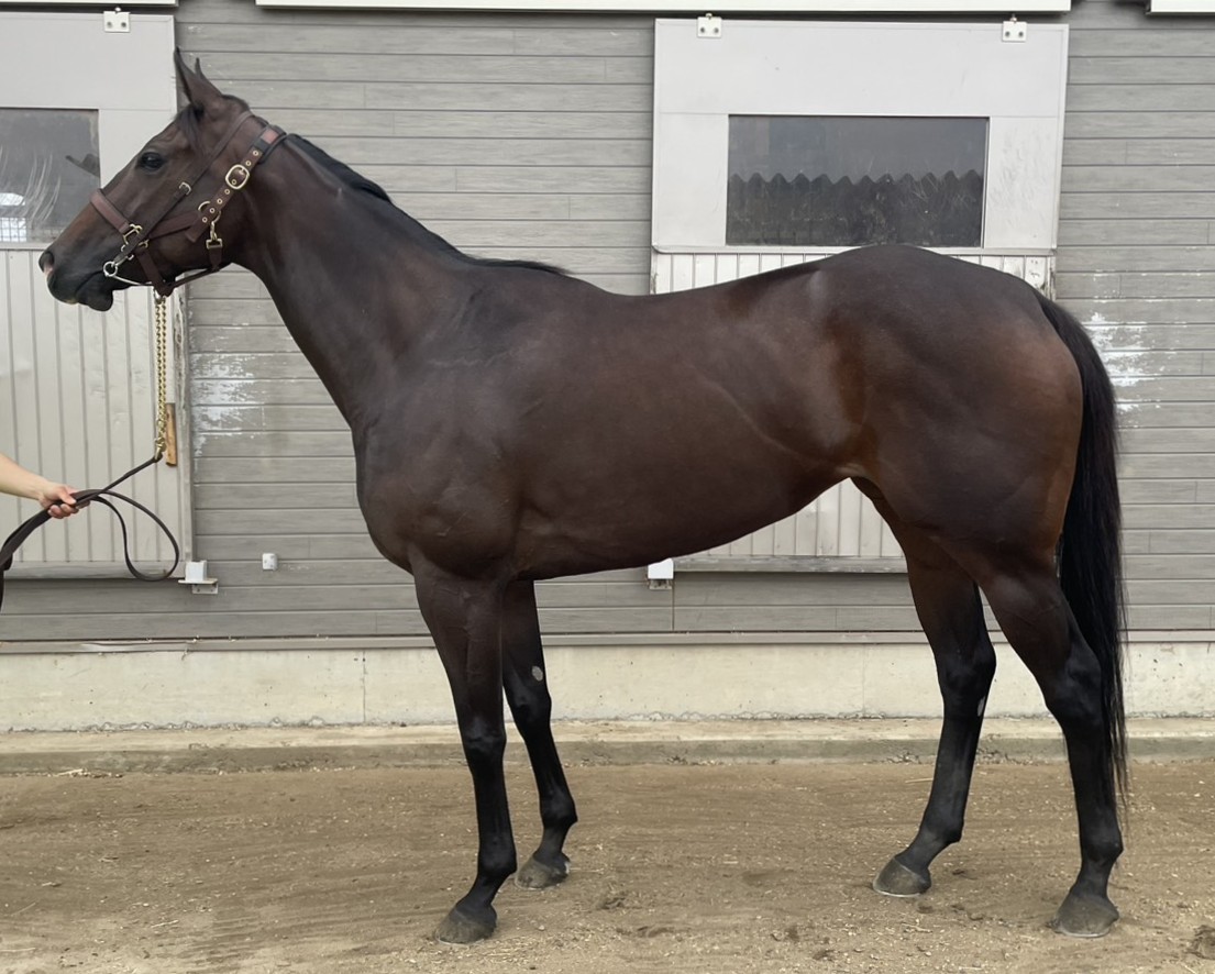 クラウディルックス　　牝４歳　　※地方競馬　在籍_main1