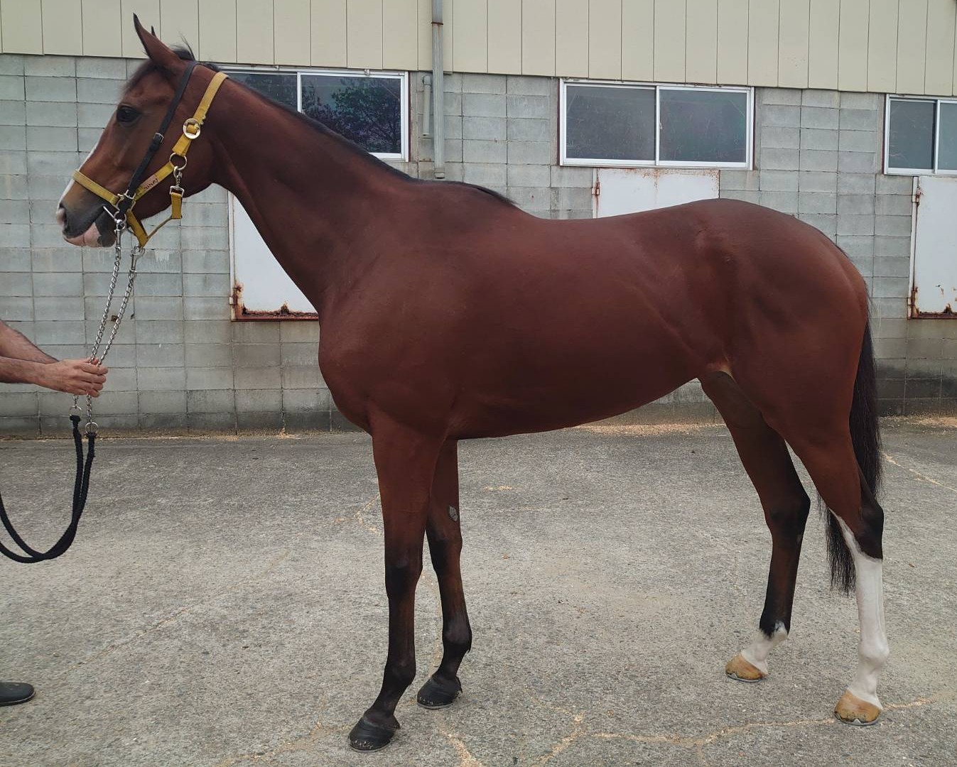 ミストラルピンク　　牝４歳　　※地方競馬　在籍_main1