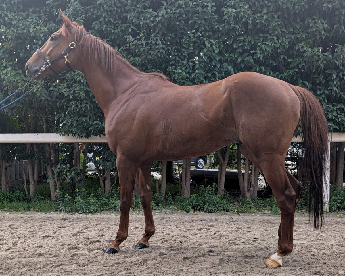 コパノジェームス　　牡４歳　　※地方競馬　在籍_main1