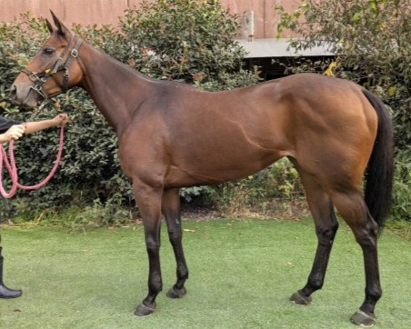 セファイドループ　　牝４歳　　※地方競馬　在籍_main1