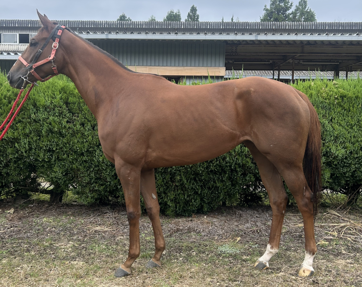 コパノマデリン　　牝４歳　　※地方競馬　在籍_main1