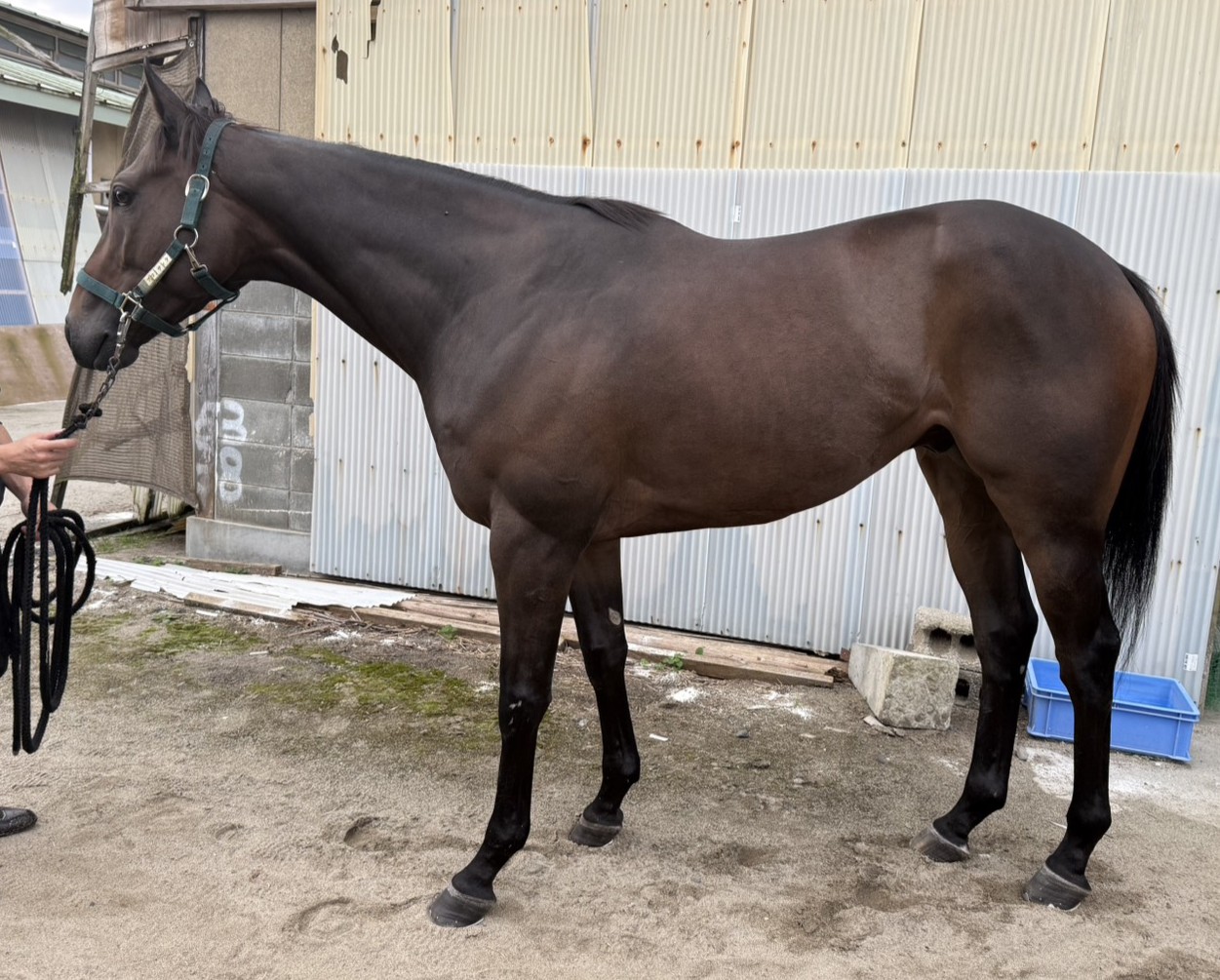 ブリスタイム　　セン４歳　　※地方競馬　在籍_main1