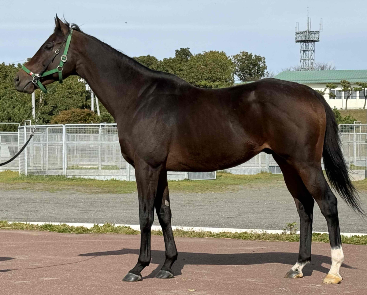 キングズロア　　牡５歳　　※地方競馬　在籍_main1