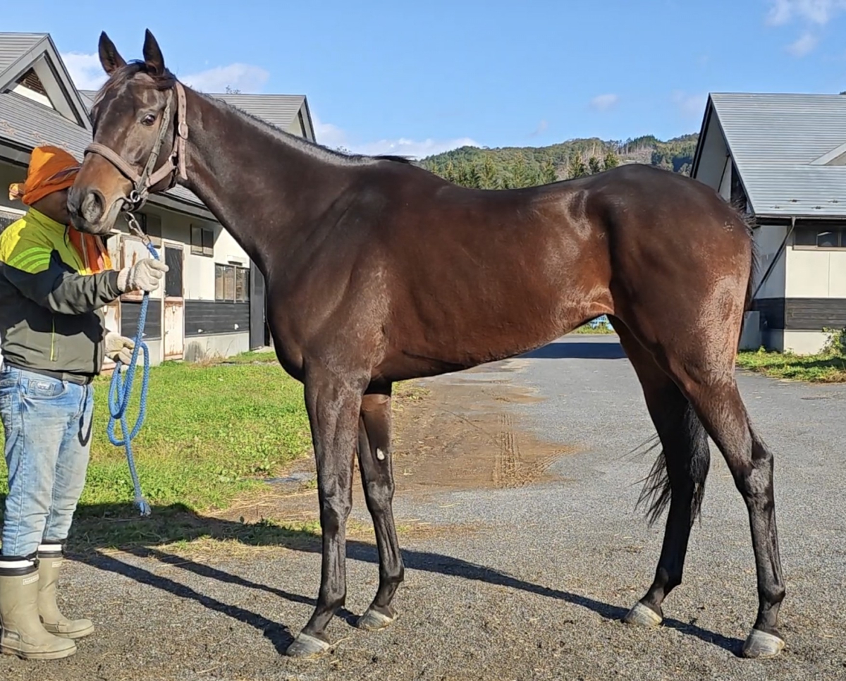 タイプフェイス　　牝５歳　　※地方競馬　在籍_main1