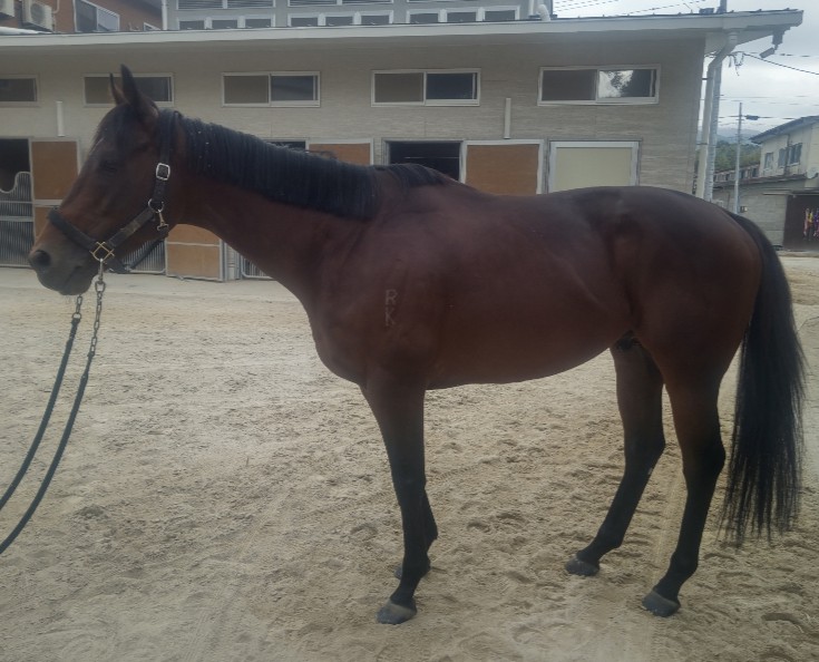 イェルマーク　　牡５歳　　※地方競馬　在籍_main1