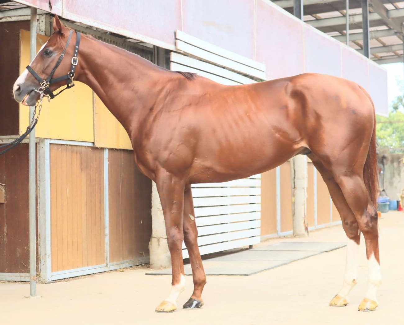 セレクティオ　　牡６歳　　※地方競馬　在籍_main1