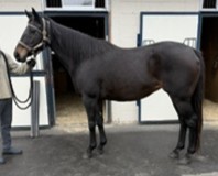 ベルキューティ　　牝１０歳　　※繁殖牝馬（空胎）_main1