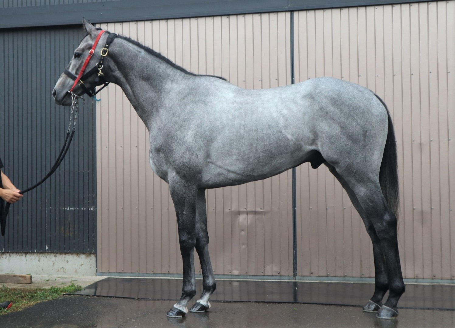 パープライト Purpurite 牡 3歳 ※中央競馬 登録抹消
