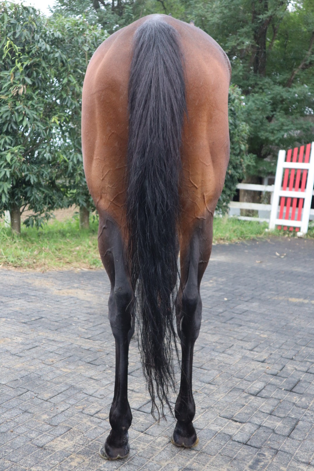 【中古】 わたしの競馬物語/双葉社/鈴木淑子（競馬ジャーナリスト） 中古】 わたしの競馬物語/双葉社/鈴木淑子（競馬ジャーナリスト