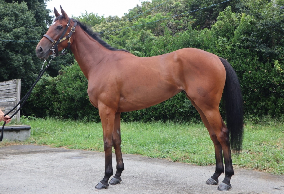 マルアズール Mar Azul 牝 3歳 ※中央競馬 登録抹消 | サラブレッド