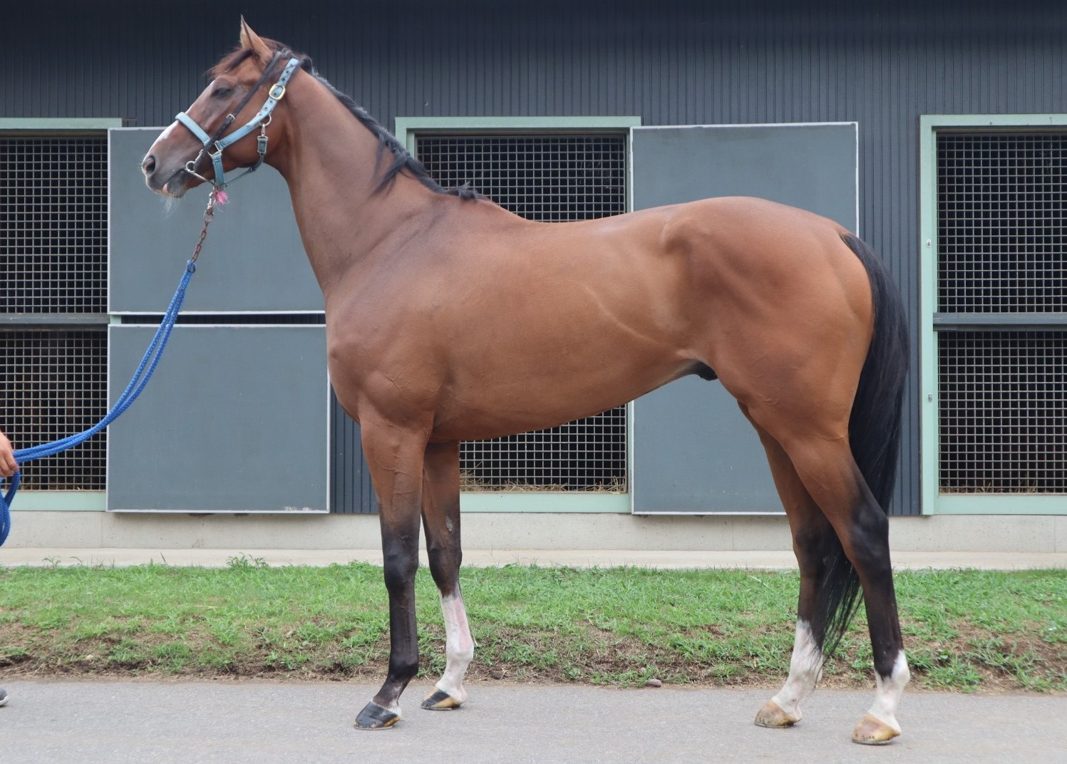 ヴォウジラール　Vaugirard　　セン　７歳　　※中央競馬　登録抹消_main1