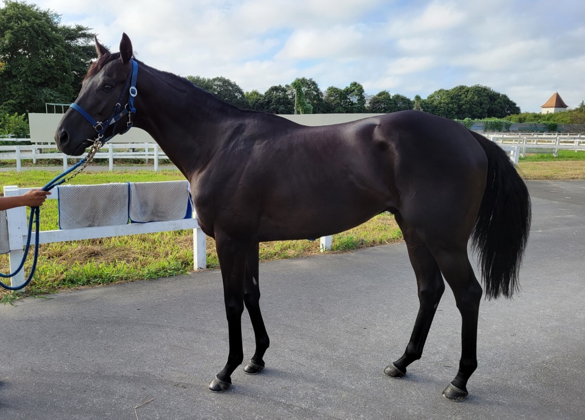 アポロリヤム Apollo Liam 牡 3歳 ※中央競馬 在籍（3歳上1勝クラス
