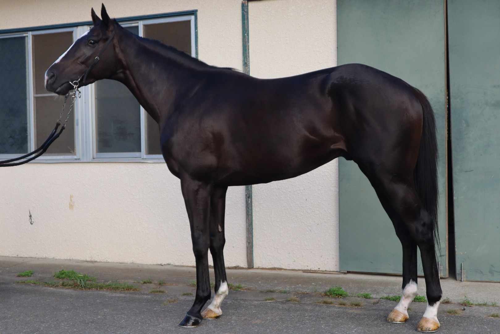 ラブシックボッサ Love Sick Bossa 牡 3歳 ※中央競馬 登録抹消