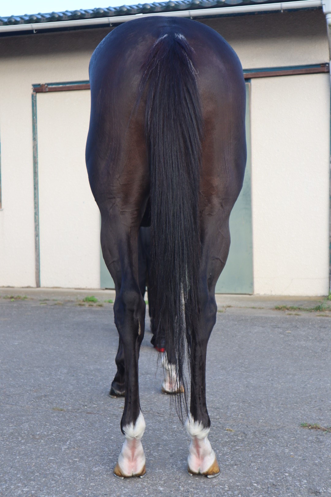 ラブシックボッサ Love Sick Bossa 牡 3歳 ※中央競馬 登録抹消