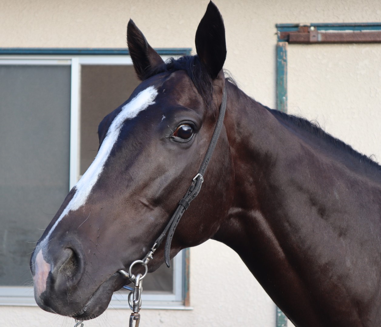 ラブシックボッサ Love Sick Bossa 牡 3歳 ※中央競馬 登録抹消