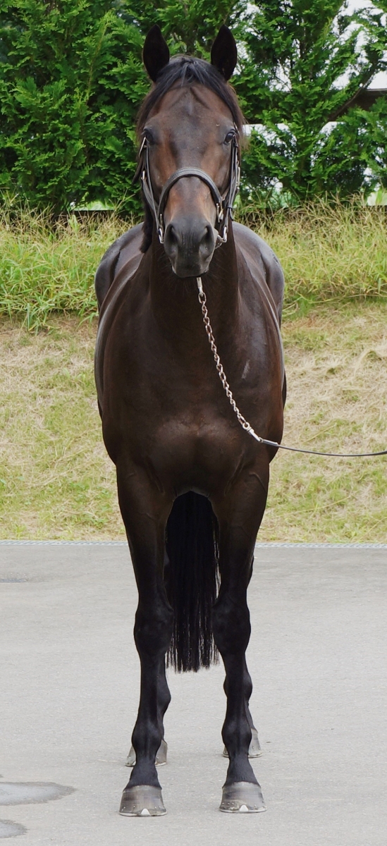 アポロミラクル Apollo Miracle 牡 4歳 ※中央競馬 登録抹消 アポロミラクル Apollo Miracle 牡 4歳 ※中央競馬 登録抹消
