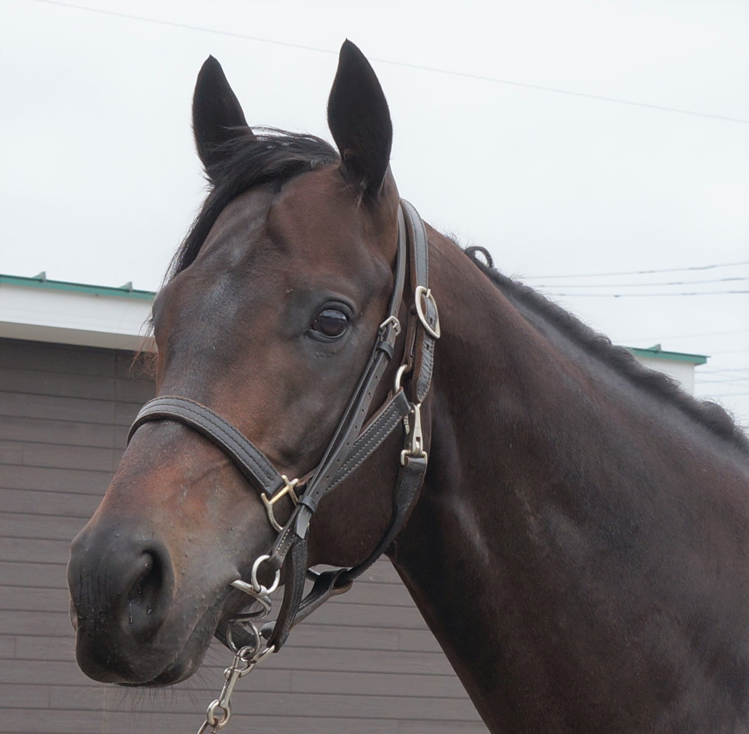 アポロミラクル Apollo Miracle 牡 4歳 ※中央競馬 登録抹消 アポロミラクル Apollo Miracle 牡 4歳 ※中央競馬 登録抹消