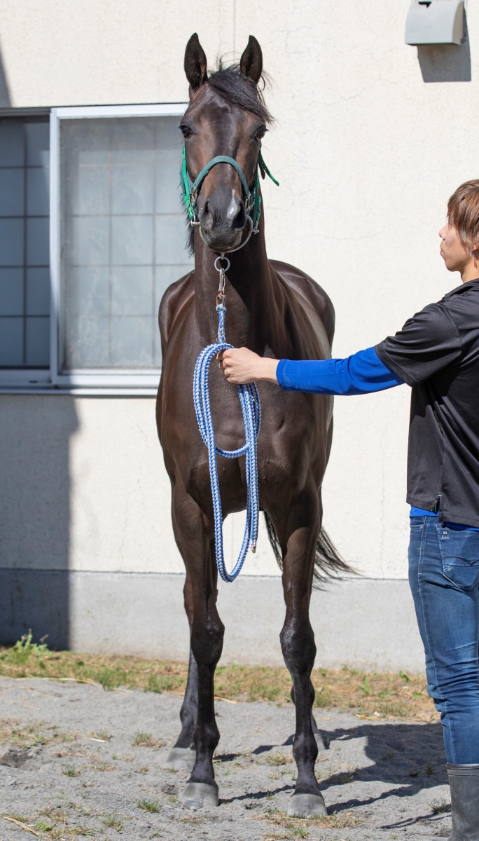 チョウシンセイ Choshinsei 牝 2歳 ※地方競馬 在籍