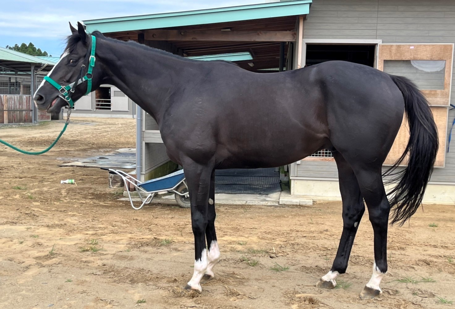 レッドインテンス Red Intense 牡 4歳 ※地方競馬 在籍 | サラブレッド